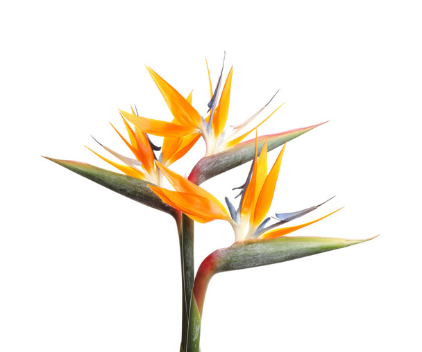 Bird of Paradise tropical flowers isolated on white - Valokuva, kuva