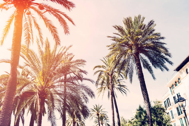 Les palmiers regagnent un ciel magnifique avec des nuages
 - Photo, image