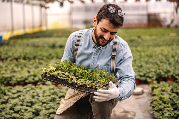 Young bearded smiling nursery garden worker crouching and holding crate with saplings. Nursery garden interior. - Photo, Image