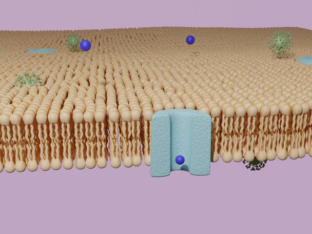 Molekül, das einen Proteinkanal passiert und Virus, das durch eine Lipid-Doppelschicht-Zellmembran gelangt. Zelltransport, 3D-Animation. - Foto, Bild