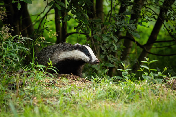 European badger coming out of forest on green meadow in summer - Foto, afbeelding
