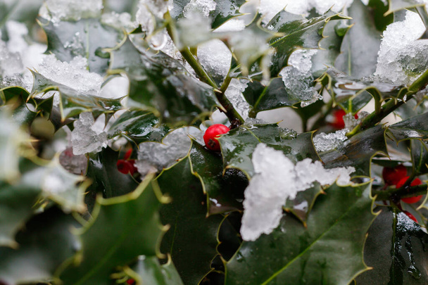 Holly con bayas rojas y nieve
 - Foto, imagen