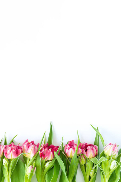 Вид сверху на розовые цветы тюльпанов, которые лежат плоские рядом с белым фоном. Концепция плоской планировки, праздник, подарок, открытка, международный женский день, 8 марта
 - Фото, изображение