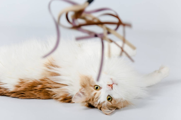 rot weisse Maine Coon Katze spielt - Fotografie, Obrázek