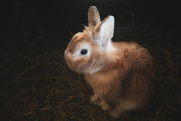 маленький коричневый кролик, домашний кролик Клосуп на темном фоне с копировальным пространством
 - Фото, изображение