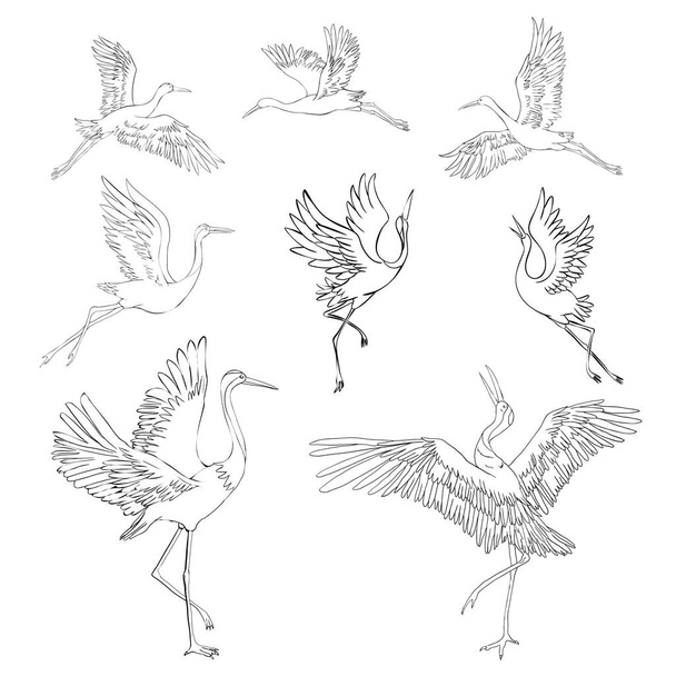 Sketch and silhouette or shadow black ink icons of crane birds or herons flying and standing set. - Vektör, Görsel