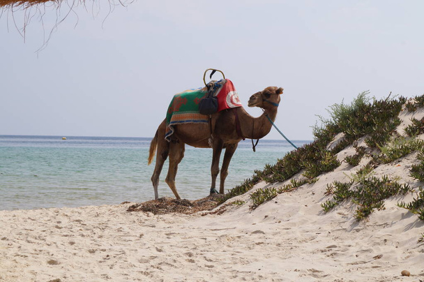 Chameau sur la plage en Tunisie
. - Photo, image