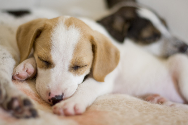 Spaniel puppy sleeping in front - Photo, Image