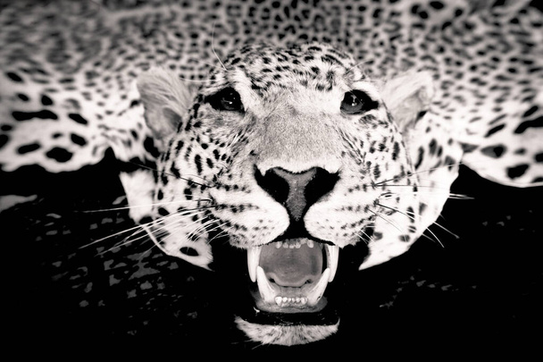 Tête de léopard farcie. Tapis d'animal en peluche. Pas de peuple
 - Photo, image