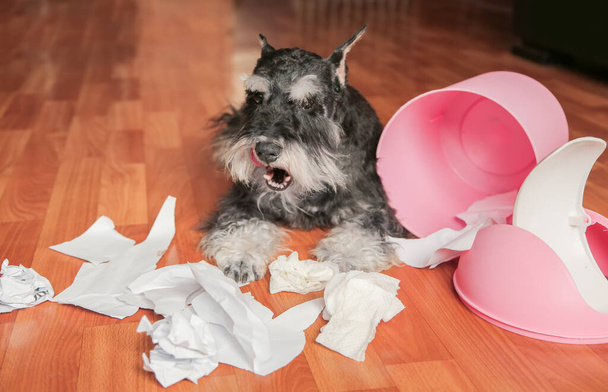 Άτακτος κακό σκυλί Schnauzer κουτάβι παίζει με χαρτιά από καλάθι σκουπιδιών.Σκύλος βρίσκεται ανάμεσα στα σκισμένα χαρτί.Αίσχος σπίτι σκυλιών. - Φωτογραφία, εικόνα