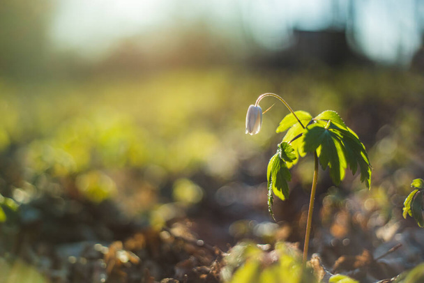 Beautiful wood Anemone nemorosa, white spring flower in green forest with bright light nature forest background - Photo, Image