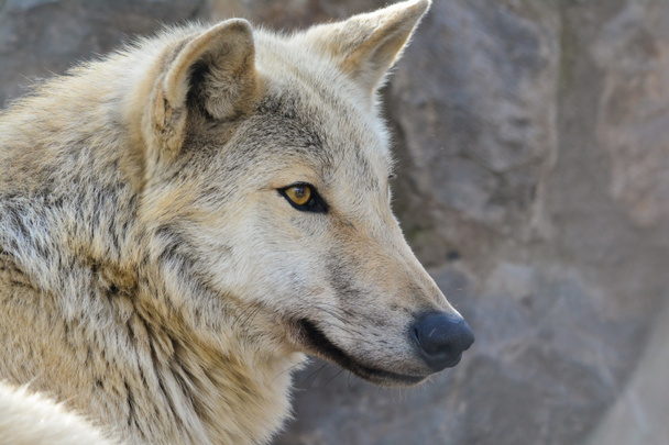 Портрет серого волка, профиль на большом скальном фоне, сосредоточен на чем-то перед ним, теплый свет в золотой час
 - Фото, изображение
