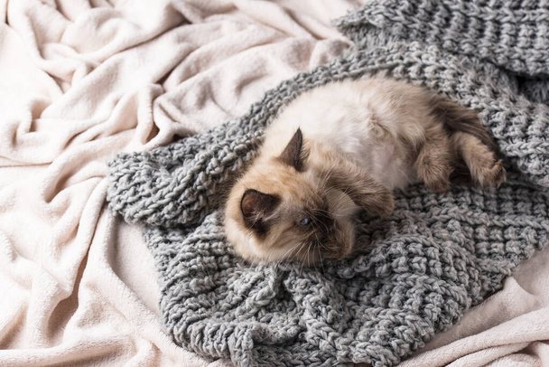 Little funny kitten on knitted plaid - Foto, afbeelding