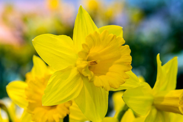 Keltainen narsissi (Narcissus poeticus) puutarhassa
 - Valokuva, kuva