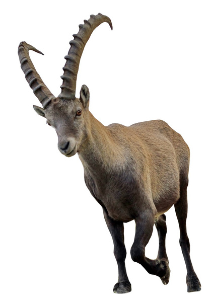Wild alpine ibex - steinbock portrait - Photo, Image