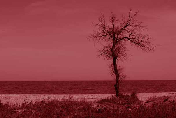old dry tree grows on the sea beach, red tone - Photo, Image