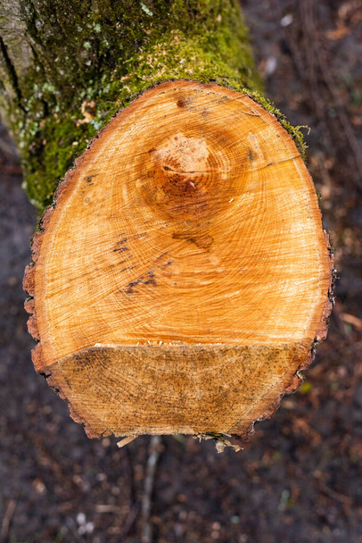 Büyük ağaç gövdesini kes  - Fotoğraf, Görsel