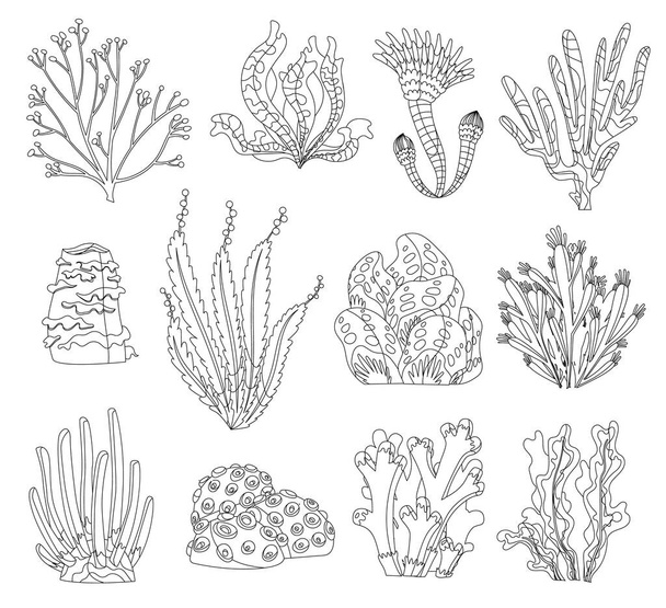 Tengeri algák, tengeri hínár és korallsziluettek. Víz alatti algák. Akváriumi növények gyűjteménye. Vektor tengeri élet. Elszigetelt korallok és algák. Vízalatti flóra - Vektor, kép