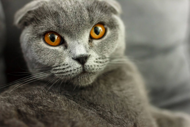 gatto pieghevole scozzese grigio sul divano con cuscini da vicino
 - Foto, immagini