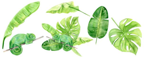 Watercolor illustration tropical exotic chameleon. Perfect as background texture, wrapping paper, textile or wallpaper design. Hand drawn isolated animal and leaves set - Фото, зображення
