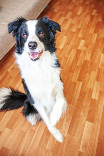 Stay home. Funny portrait of smilling puppy dog border collie sitting on floor indoors. New lovely member of family little dog at home gazing and waiting. Pet care and animal life quarantine concept - Photo, Image