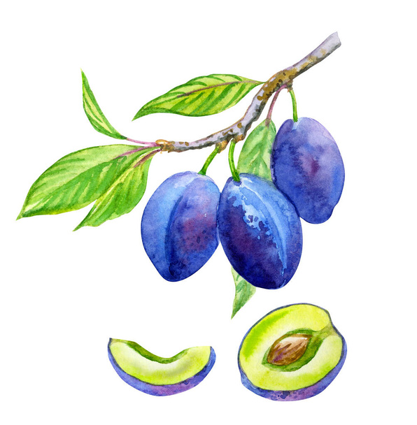 Branch with ripe blue plums and plum fruits in a cut, watercolor drawing on a white background, fruit set. - Foto, imagen
