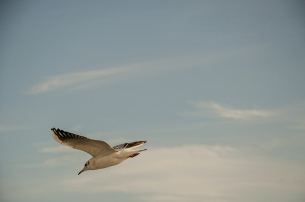 Seagull flying - Фото, изображение