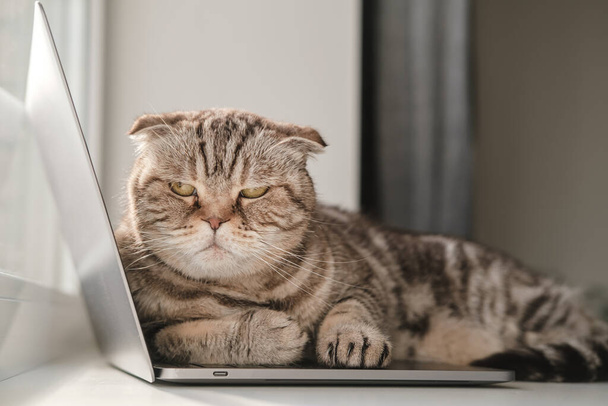 gatto insoddisfatto Piega scozzese dalla mancanza di attenzione sdraiati sull'ultrabook e impedisce al proprietario di lavorare con un computer portatile
 - Foto, immagini