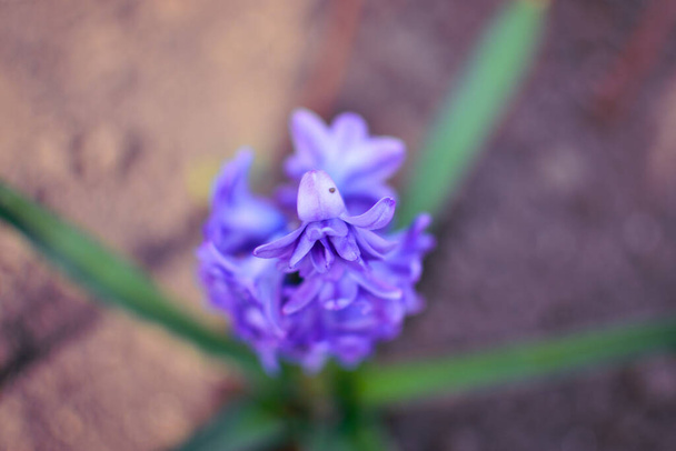 Hyacint, Bloemen achtergrond. Voorjaar natuur achtergrond. Bloemen groeien in de maand maart. - Foto, afbeelding