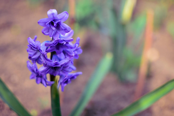 Hyacinth, Floral background. Spring nature background. Flowers growing in the month of March. - Photo, Image