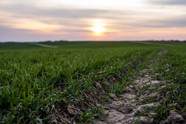 Young green wheat seedlings growing on a field. Agricultural field on which grow immature young cereals, wheat. Wheat growing in soil. Close up on sprouting rye on a field in sunset. Sprouts of rye. - Foto, Bild