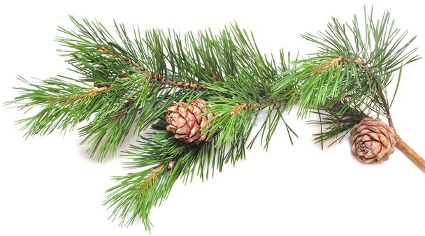branche de cèdre sibérien (pin sibérien) avec cône mûr
 - Photo, image
