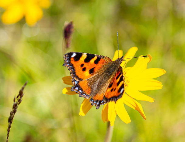 Macro of a small tortoiseshell (aglais urticae) butterfly on a arnica montana blossom with blurred bokeh background; complementary medicine healing through medical plants concept - Photo, Image