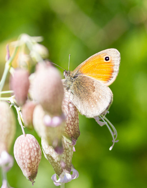 Macro of a small heath (coenonympha pamphilus) butterfly on a bladder campion (silene vulgaris) blossom in meadow with blurred bokeh background; pesticide free environmental protection concept; - Photo, Image