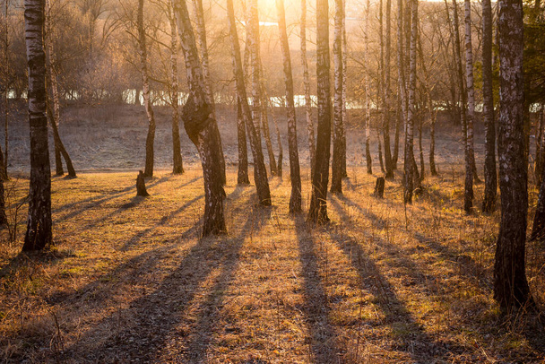 Shadows from trees in a birch grove during sunset - Foto, afbeelding
