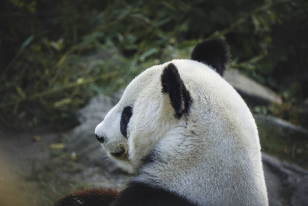 Riesenpanda aus China - Foto, Bild