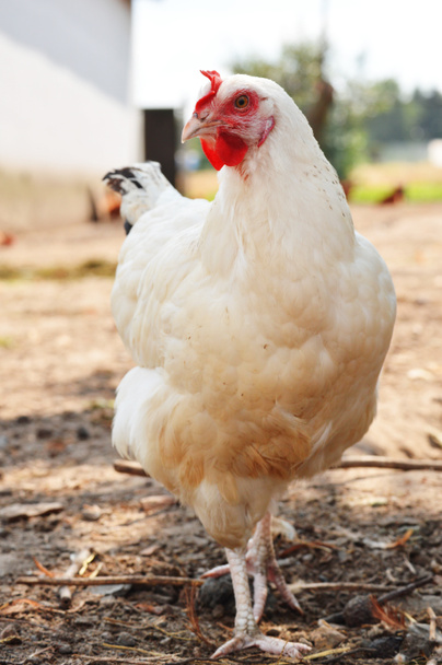 Pollos en granja de aves de corral tradicional - Foto, Imagen