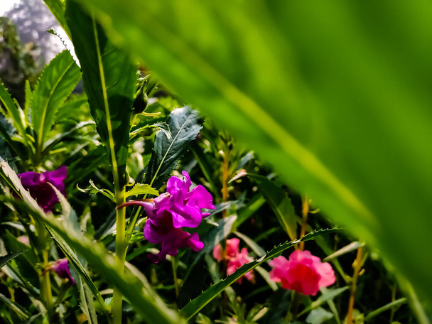Impatiens balsamina, comúnmente conocido como bálsamo, bálsamo de jardín, bálsamo de rosa, touch-me-not o snapweed manchado, es una especie de planta nativa de la India y Myanmar.. - Foto, imagen