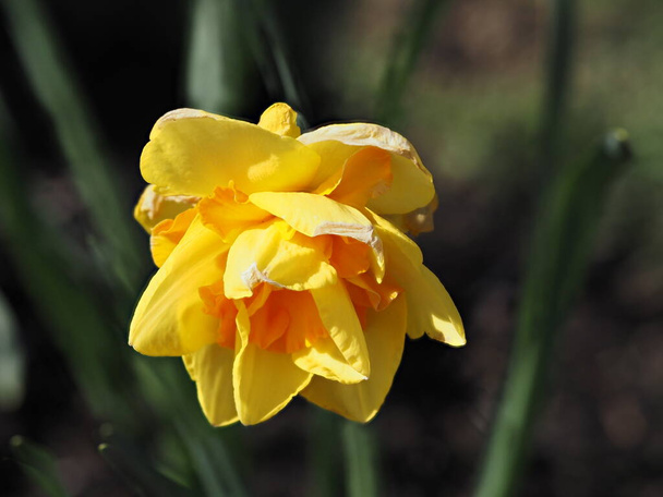 Zwei gelb getönte Narzissen mit dunklerer Mitte, die im zeitigen Frühling blühen, Nahaufnahme - Foto, Bild