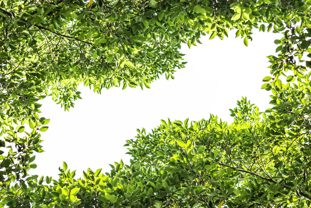 foglia verde e rami e foglie incorniciano su sfondo bianco, albero verde - Foto, immagini