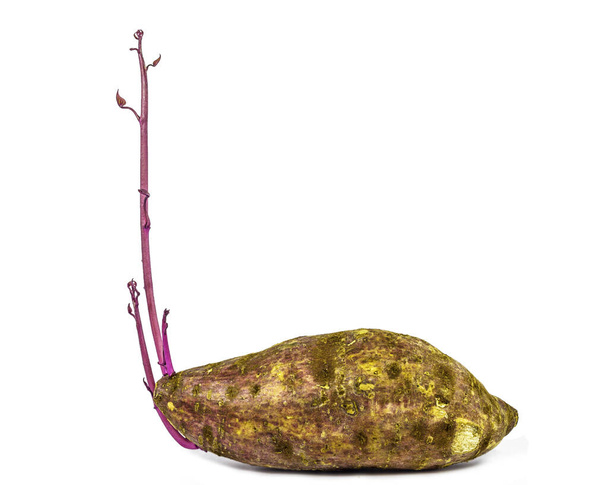 Batatas doces orgânicas frescas isoladas em close-up. Legumes de batata crua isolados no fundo branco com caminho de recorte
 - Foto, Imagem