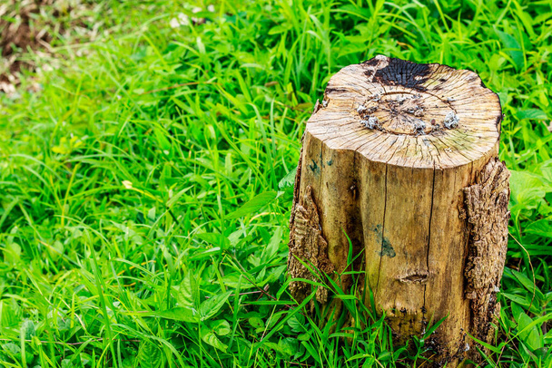 Corte transversal de troncos en el corte de madera, el fondo es hierba verde
 - Foto, imagen