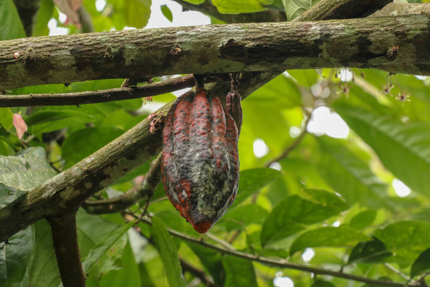 Der Kakaobaum mit Früchten. Auf dem Baum, der Kakaoplantage, wachsen braune Kakaoschoten. Großaufnahme hellbrauner Kakaoschoten, die auf Ästen und Stämmen ihrer Bäume auf einer Schokoladenfarm in Bali, Indonesien, wachsen. - Foto, Bild
