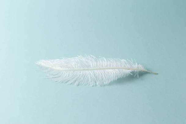 Beautiful fluffy long white feather on a blue background. - Foto, afbeelding