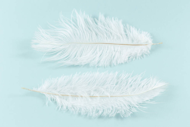 Two Beautiful fluffy white feathers lie next to a blue background. - Valokuva, kuva