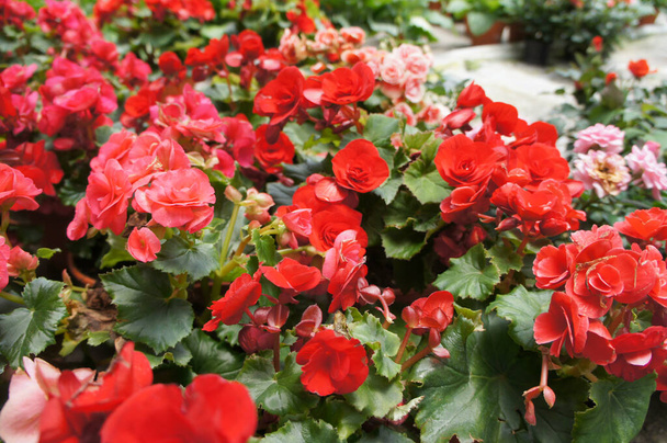 Begonia Roses planted in a plant nursery in Cameron Highland, Malaysia. Planted in small pots for easy to sale to customers. - Photo, Image