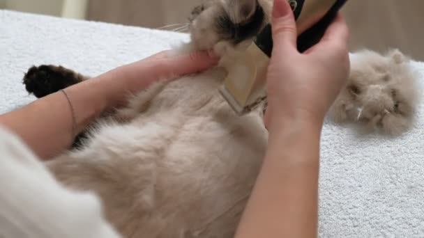 Cat hair care. Pet care - Video, Çekim