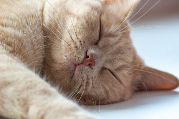 Червоний кіт солодко спить. Великий портрет кота
. - Фото, зображення