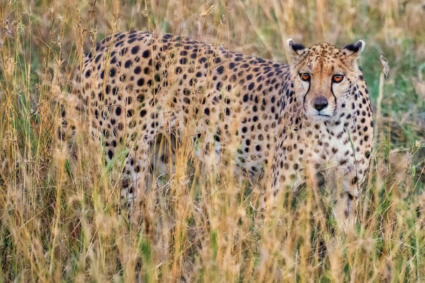 An African leopard walking in a dry grassy field during daytime - Foto, Bild