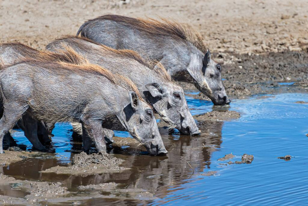 A beautiful shot of the African common warthogs spotted drinking water on a grassy plain - Photo, image